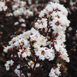 Lilas d'été à feuillage noir - Blanc / Lagerstroemia black solitaire alba